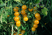 Gelbe Cherry-Tomaten 'Garden Peach' (Lycopersicon)