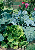 Mischkultur Salat (Lactuca) und Brokkoli (Brassica)