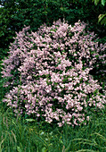 Syringa hyacinthiflora 'Buffon' (Hyazinthenflieder)