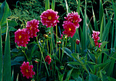 Dahlia Dahlien