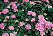 Hydrangea macrophylla 'Rosita' (Hortensie)