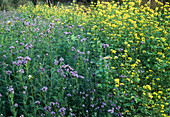 Gründüngung-Phacelia / Bienenweide, Sinapis / Senf