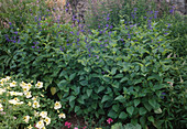 Salvia patens (garden sage, gentian sage)