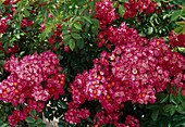 Historic Rose (Rosa) 'Maria Lisa', rambler rose, climbing rose with fragrance, single flowering