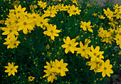 Coreopsis verticillata 'Zagreb' Needle-leaved Girl's Eye, Netting Star