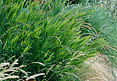 Uniola latifolia (Flat Eared Grass)