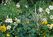 Gelb-weisses Sommerbeet: Dahlia (Dahlie), Zinnia (Zinnie), Tagetes (Studentenblumen), Cosmos (Schmuckkörbchen), Phalaris (Rohrglanzgras) und Spartina (Goldleistengras)