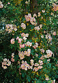Rosa 'Kew Rambler' (rambler rose, climbing rose) on tree, single flowering, light fragrance