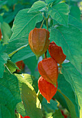 Physalis alkekengi (Lampionblume)