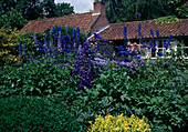 Delphinium (Delphinium) in the border