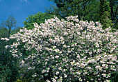 Prunus 'shimidsu sakura'