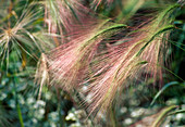 Hordeum jubatum (maned barley)