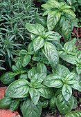 Basil 'Big Green Genoveser' (Ocimum basilicum)