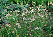 Blühender Koriander (Coriandrum sativum)