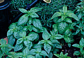 Basil 'Big Green Genoveser' (Ocimum basilicum)