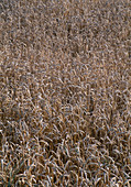 Grain field: Spelt (Triticum aestivum subsp. spelta)