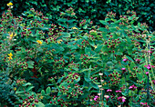 Hypericum androsaemum (Blut-Johanniskraut)