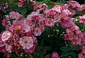 Rosa multiflora 'Blush Rambler' (climbing rose, rambler rose), single flowering, lovely fragrance