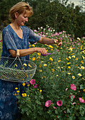 Cut off withered blossoms of summer flowers