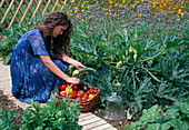 Harvesting vegetables in the cottage garden: Woman picking courgettes (Cucurbita pepo), basket full of tomatoes (Lycopersicon), courgettes and aubergine