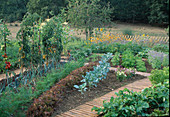 Farm garden: lettuce 'Roter Eichblatt' (Lactuca), leek, leek (Allium porrum), carrots, carrots (Daucus carota), broccoli (Brassica), tomatoes (Lycopersicon), pathway made of slatted rollway