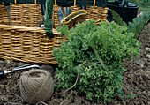 Endiviensalat-Friseesalat (Cichorium endivia) zum Bleichen mit Schnur zusammenbinden