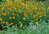 Cosmos sulphureus (Schmuckkörbchen)