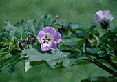 Nicandra physalodes 'Black Spot' (Poison berry, Blue lantern flower)