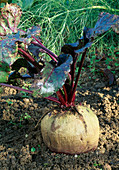 Rote Bete (Beta vulgaris) im Beet