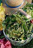 Lettuce Batavia 'Red Rossia' (Lactuca) in wire basket