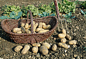 Potato 'Charlotte' (Solanum tuberosum), firm early potato with strong flavour