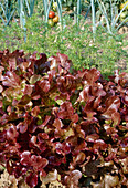 Pflücksalat 'Roter Eichblatt' (Lactuca) im Beet neben Möhren, Karotten (Daucus carota)