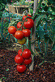 Tomaten (Lycopersicon) im Beet