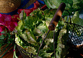 Salat Batavia 'Red Rossia'(Lactuca) im Drahtkorb