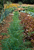 Mischkultur: Karotten, Möhren (Daucus carota), Pflücksalat 'Roter Eichblatt' (Lactuca) und Porree (Allium porrum), Holz-Schubkarre