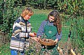 Frauen ernten Samen von Malven