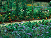 Bauerngarten mit Tomaten (Lycopersicon) mit Rindenmulch, Phacelia (Bienenfreund) und rote Bete (Beta vulgaris), Rollweg