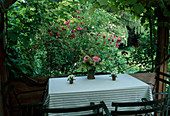 Blick aus dem Pavillon auf Rosa 'Chianti' Englische Rose, Strauchrose, einmalblühend, guter Duft