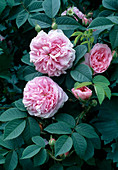Rosa alba 'Naissance de Venus' syn. 'Königin von Dänemark' (Rose), robust, einmalblühend, guter Duft