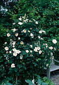 English Rose (Rosa) 'Shropshire Lass', Shrub Rose, Climbing Rose
