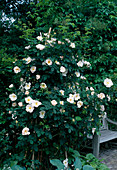 Englische Rose (Rosa) 'Shropshire Lass', Strauchrose, Kletterrose