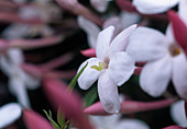 Jasminum polyanthum (Scented jasmine)