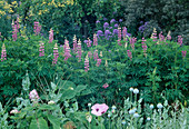 Blue-pink early summer bed with lupinus (lupines), papaver somniferum (opium poppy) and campanula (bellflowers)