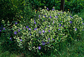 Vinca major 'Variegata'