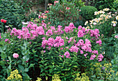 Phlox paniculata 'Flamingo' (Phlox, Summer Phlox)