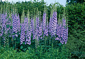 Delphinium 'Blue Dawn' (rittersporn)