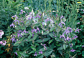 Clematis Integrifolia (Small Shrub Clematis)