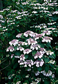 Hydrangea macrophylla 'Veitchii' (