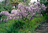 Wisteria