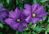 Clematis 'Lasurstern' (Wood Vine)